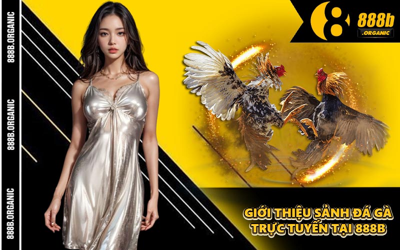 Giới Thiệu Sảnh Đá Gà Trực Tuyến Tại 888B